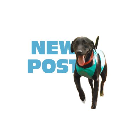 TerrainDOG giphyupload dog new post sunglasses Sticker