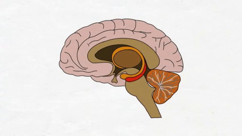 amygdala GIF