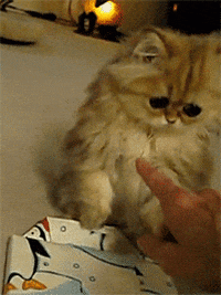 eyes GIF