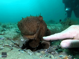 Octopus Tries to Drag Diver's Hand 'Into Her Den'