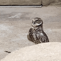 Owl Panic GIF by San Diego Zoo Wildlife Alliance