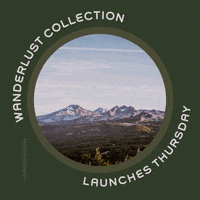 GIF by Dogpackcollars