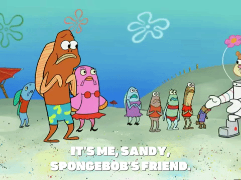 season 6 GIF by SpongeBob SquarePants