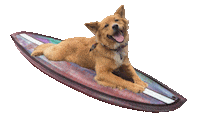 Arthur On A Surfboard Sticker by Chris