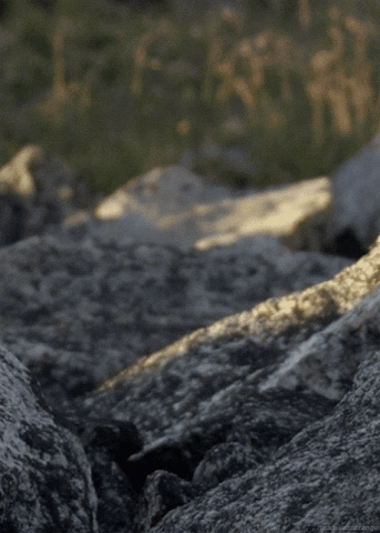 mouse running GIF