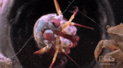 worldâs deadliest GIF by Nat Geo Wild 