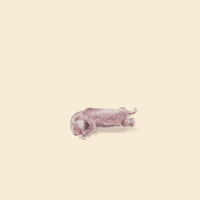 Drawing Panda GIF
