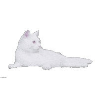 White Cat Sticker by Delta Goodrem