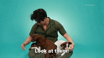 Dog Look At Them GIF by BuzzFeed