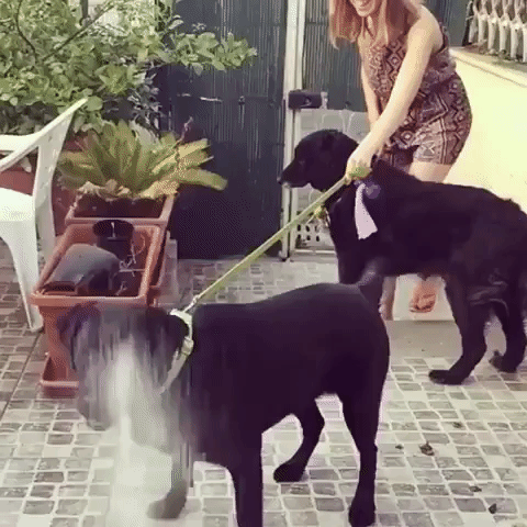 Dog Goes Insane With Enthusiasm Over Water From Hose