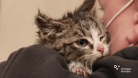 Kitten Rescued After Getting Stuck in Drain Pipe