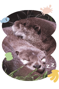 Sleepy Sticker