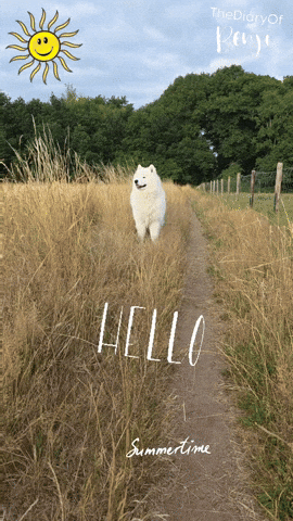 Summer Hello GIF