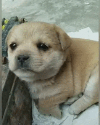 cuteanimalland giphyupload GIF