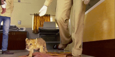 Big Cat Hello GIF by Discovery