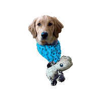 Golden Retriever Dog Bandana Sticker by Geekster Pets