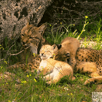 Hungry Television GIF by BBC America