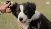 Border Collie Dogs GIF by ABC TV + IVIEW