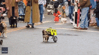 Paralyzed Pug Dons Creative Taxi Costume for NYC Halloween Parade