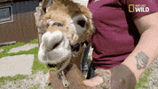 nat geo wild pet GIF by The Incredible Dr. Pol
