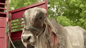 nat geo wild pet GIF by The Incredible Dr. Pol