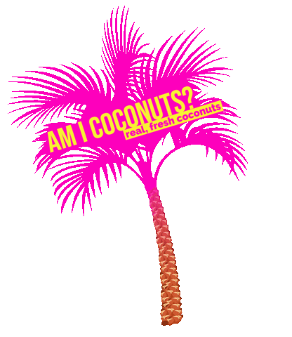 AMICoconuts florida coconut palm tree ami Sticker