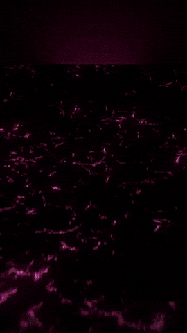 Mira Zoey GIF by Youtooz