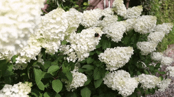 livingcreations flowers bloom blooming hortensia GIF