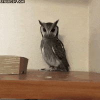 strawberry provoke GIF