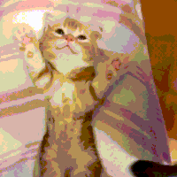 tuck GIF