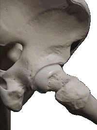 Human Anatomy Bones Sticker by CoryCalendineMD