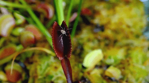 venus fly trap plants GIF by Digg