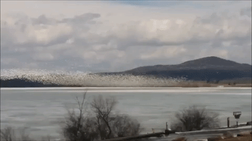 Snow Geese Mass Migration Creates Wave of White Over Pennsylvania Creek