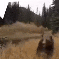 Bear Attack GIF