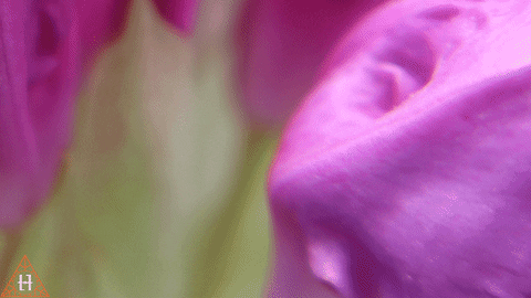Nicholas Cage Flower GIF by HxHippy