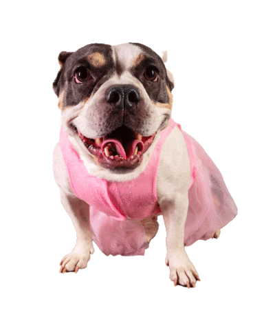 Dance Dog Sticker by Instagram for Business