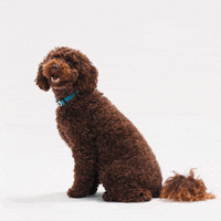 Happy Blank Face GIF by Petsure UK