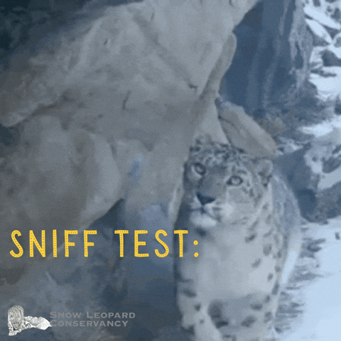 SnowLeopardConservancy giphyupload snow wildlife leopard GIF
