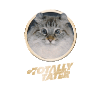 Licking Cat Food Sticker by Sheba Official