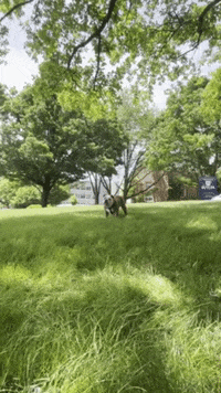 Happy Butler Bulldogs GIF by Butler University