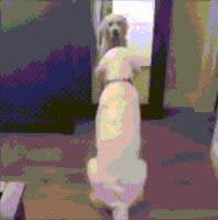dog life GIF