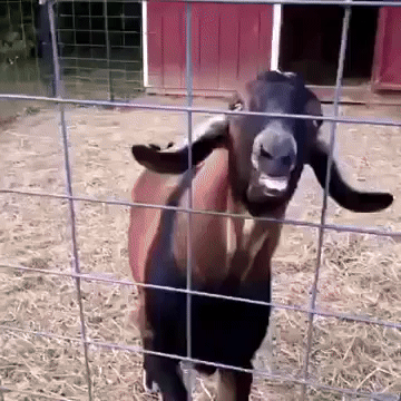 Goat Tongue