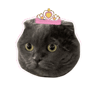 Cat Gd Sticker