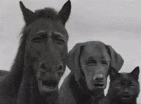 Browhat GIF