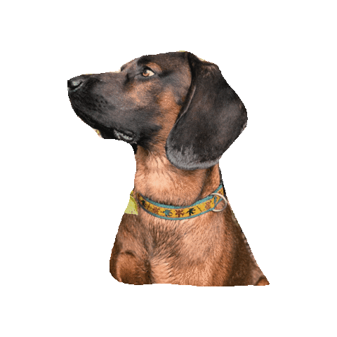 Dog Sticker by Romtat Farm