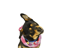 Dog Say What Sticker by Sacramento SPCA
