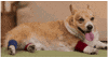 Dog Workout GIF