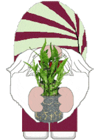 Congratulations Gnome Sticker