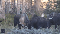Moose Fight Club: 3 Bull Moose Clash Antlers
