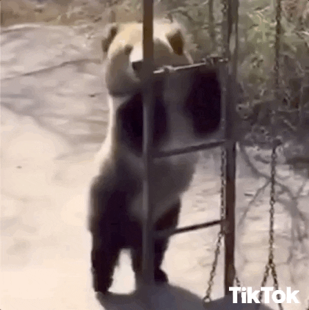 Video gif. A bear stands on its hind legs and holds onto a ladder while jumping around and tossing its head.